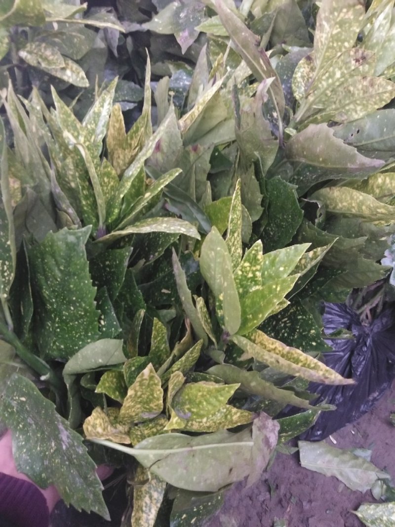 洒金珊瑚地栽绿化苗木裹根带护心土方便袋包装