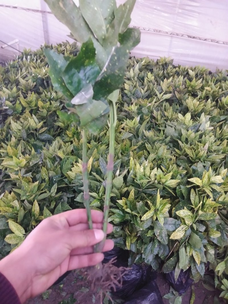 洒金珊瑚地栽绿化苗木裹根带护心土方便袋包装