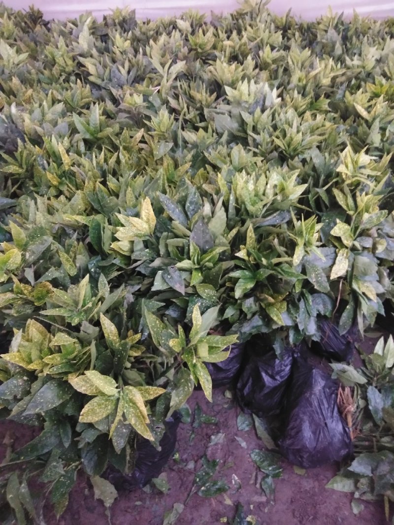 洒金珊瑚地栽绿化苗木裹根带护心土方便袋包装