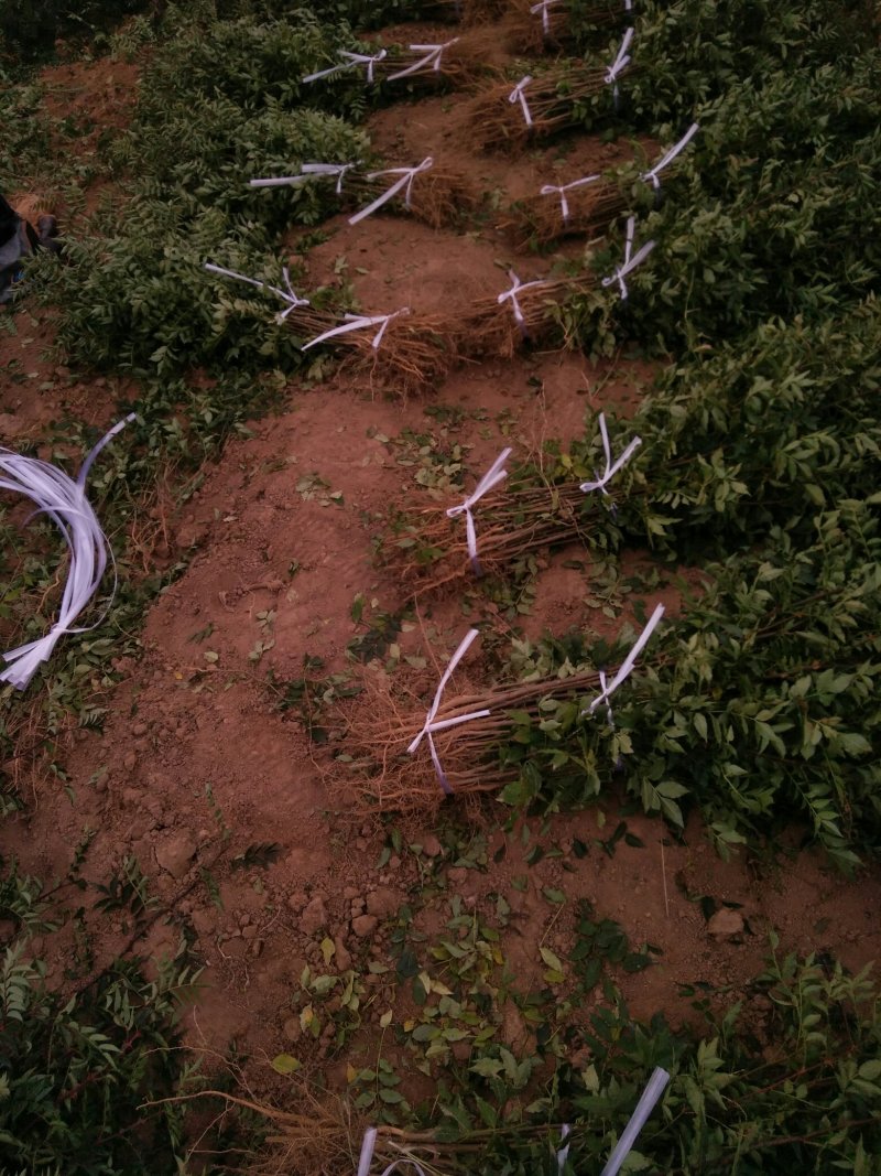 山西花椒苗大红袍花椒苗1~2年产量高成活率高