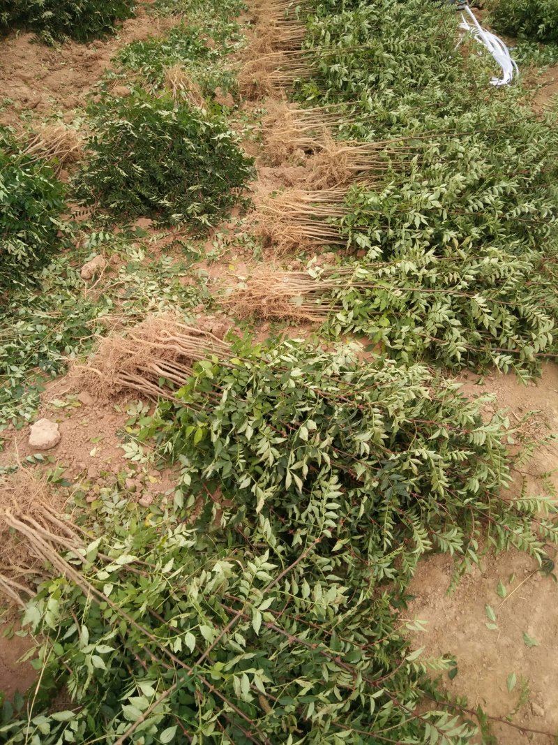 山西花椒苗大红袍花椒苗1~2年产量高成活率高