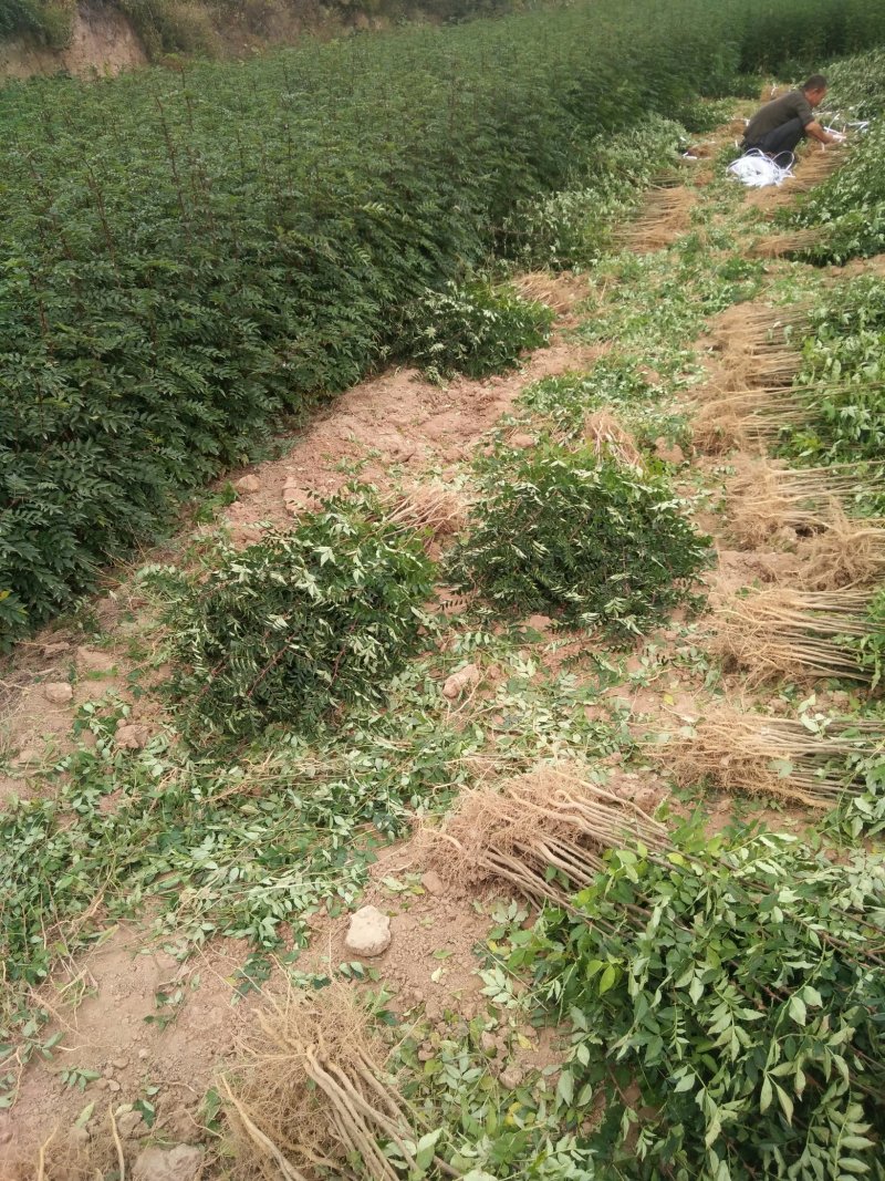 山西花椒苗大红袍花椒苗1~2年产量高成活率高