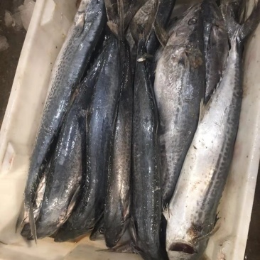 马鲛鱼1-2斤