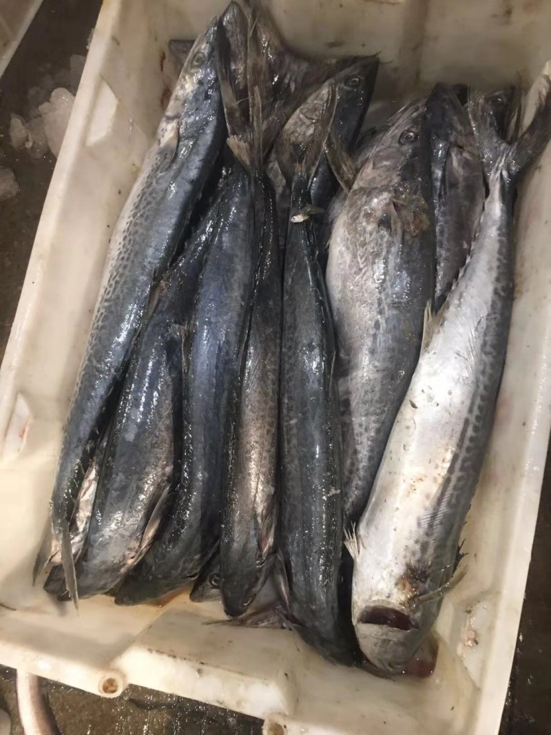 马鲛鱼4-6两