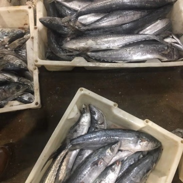 马鲛鱼4-6两