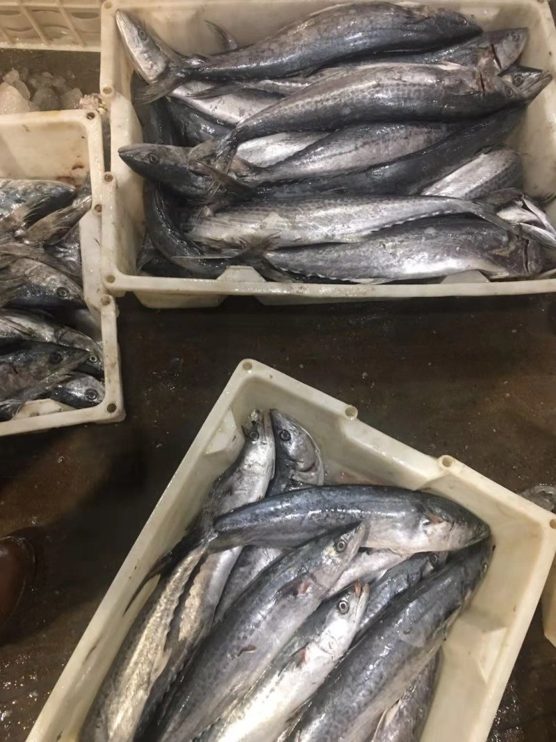 马鲛鱼4-6两