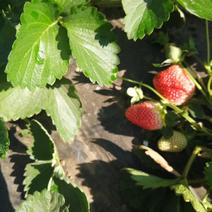 草莓黔莓新鲜上市，香甜可口，想做的，基地持续供货