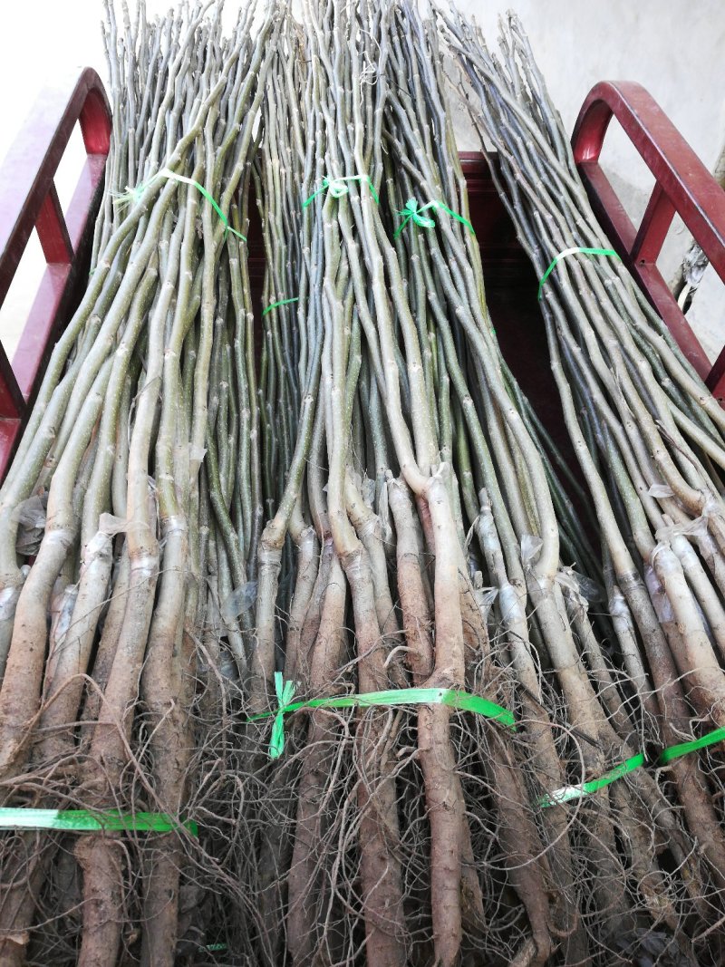 山西薄皮核桃苗香玲核桃苗中农短枝核桃苗3_10公分核桃树
