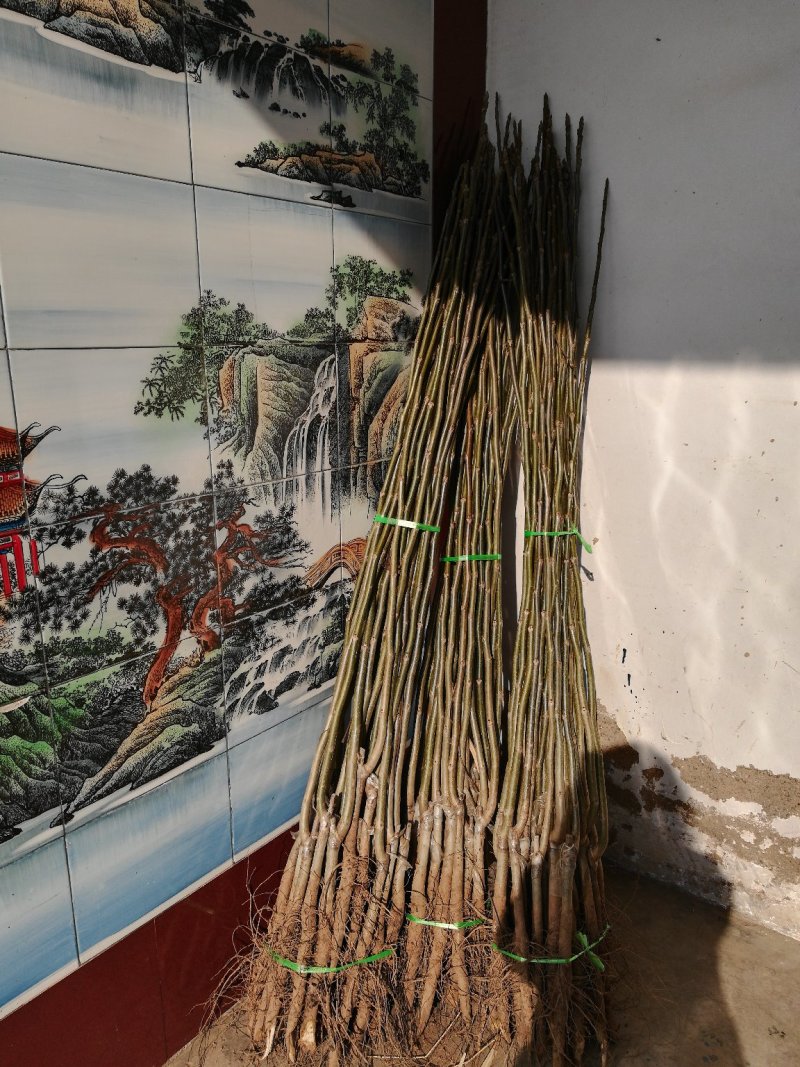 山西薄皮核桃苗香玲核桃苗中农短枝核桃苗3_10公分核桃树