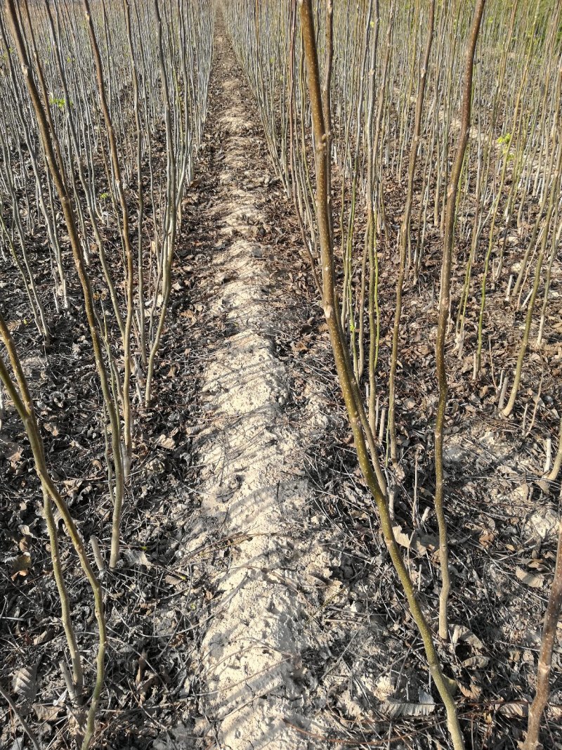 山西薄皮核桃苗香玲核桃苗中农短枝核桃苗3_10公分核桃树