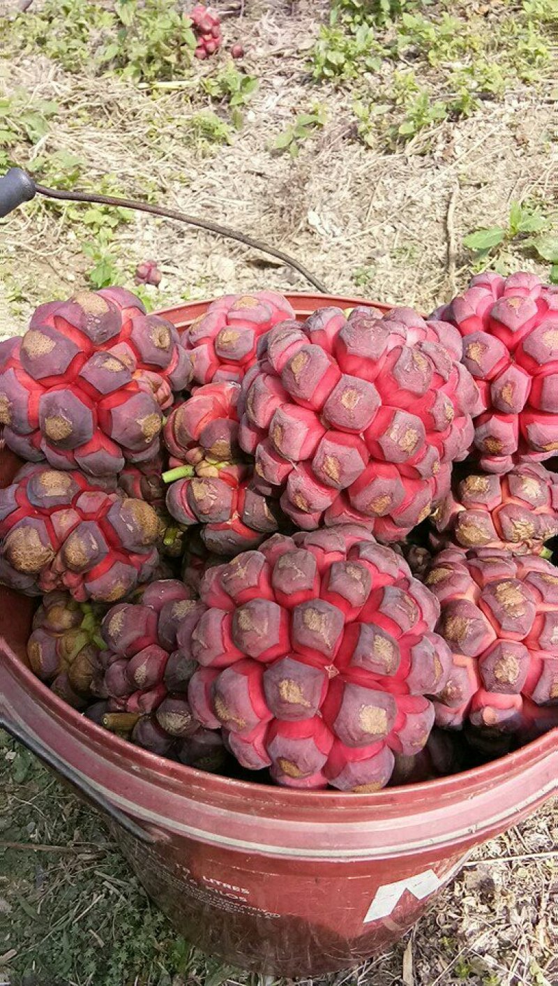 布福娜苗黑老虎大苗结果苗
