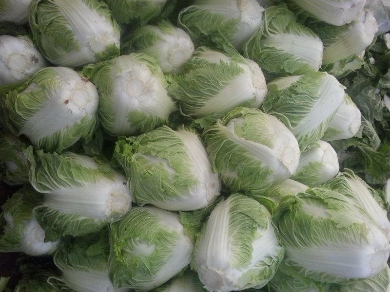 大白菜(色绿圆整)适合各大市场销售和冷库储存