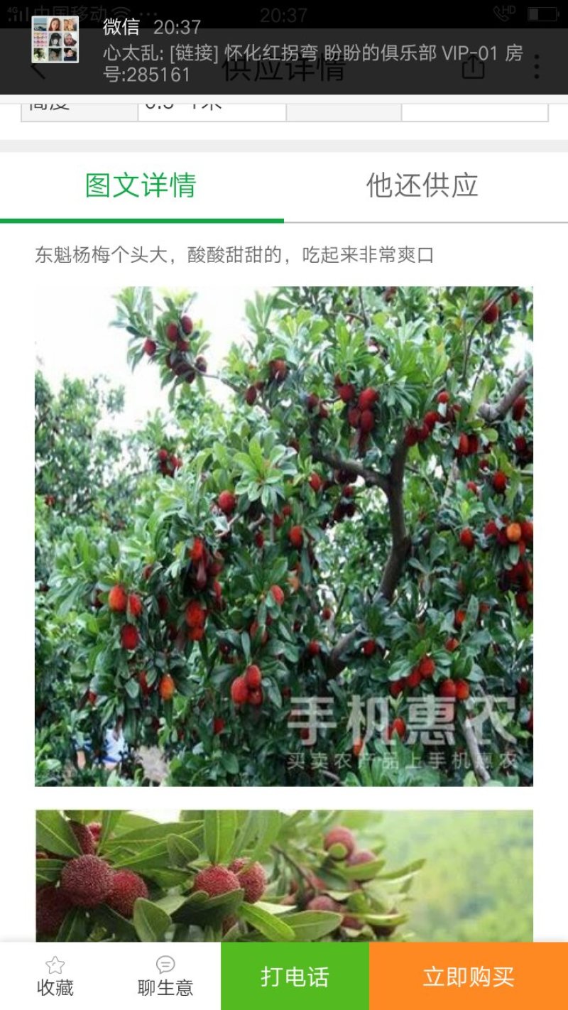 嫁接杨梅苗