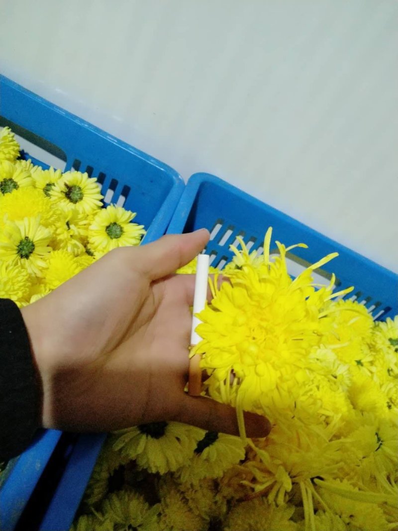 药用菊花