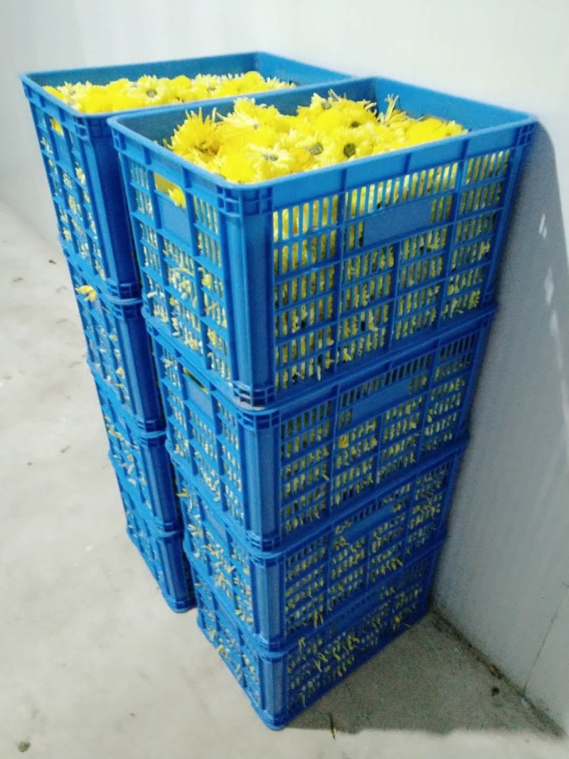 药用菊花