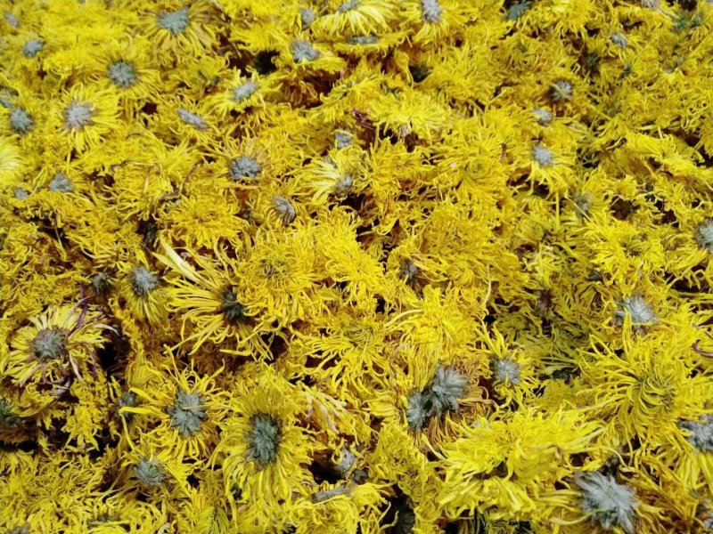 药用菊花