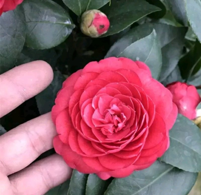 茶花，山茶花苗，山茶花树苗，山茶花盆栽，山茶花苗盆栽