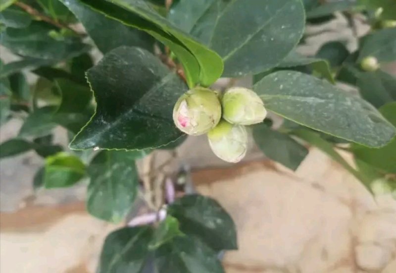 茶花，山茶花苗，山茶花树苗，山茶花盆栽，山茶花苗盆栽
