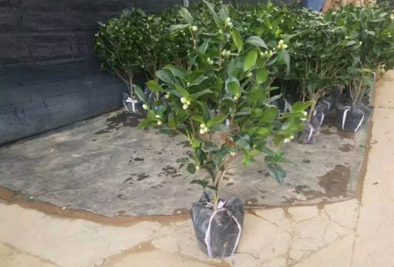 茶花，山茶花苗，山茶花树苗，山茶花盆栽，山茶花苗盆栽