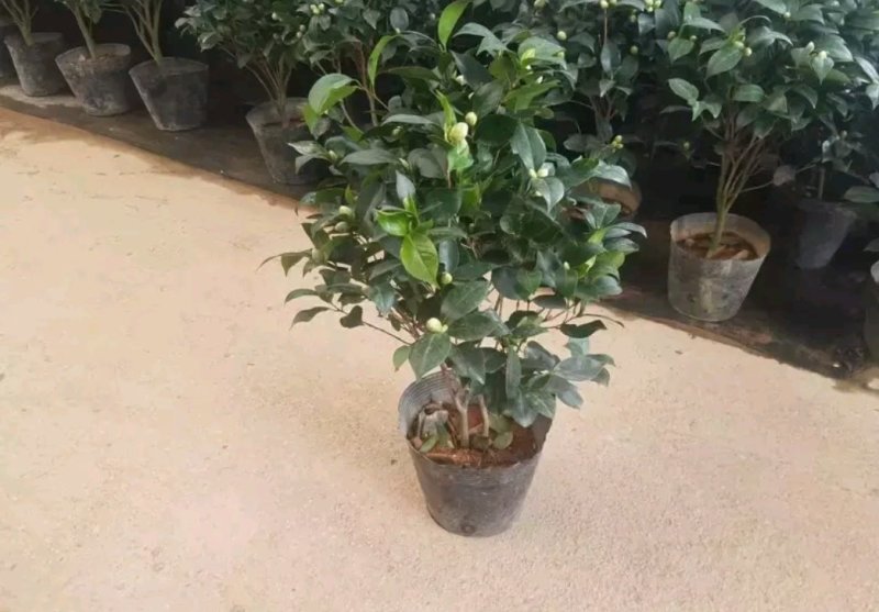 茶花，山茶花苗，山茶花树苗，山茶花盆栽，山茶花苗盆栽