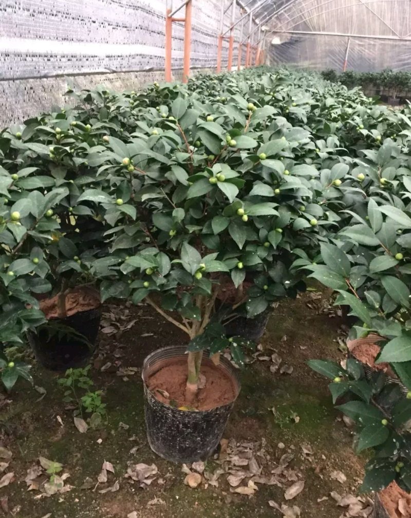 茶花，山茶花苗，山茶花树苗，山茶花盆栽，山茶花苗盆栽
