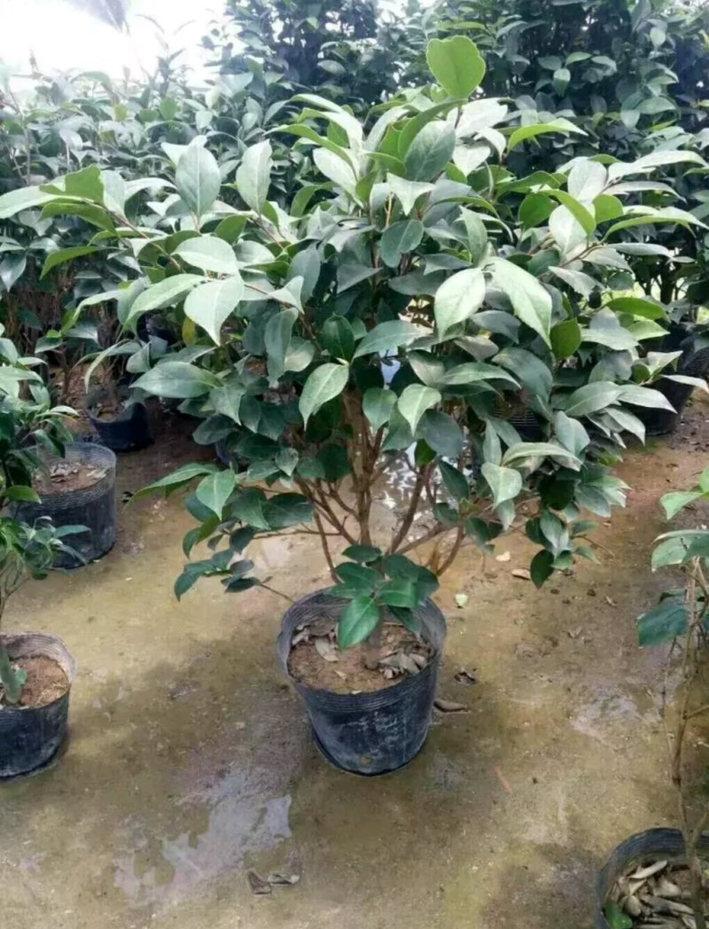 茶花，山茶花苗，山茶花树苗，山茶花盆栽，山茶花苗盆栽