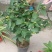 茶花，山茶花苗，山茶花树苗，山茶花盆栽，山茶花苗盆栽