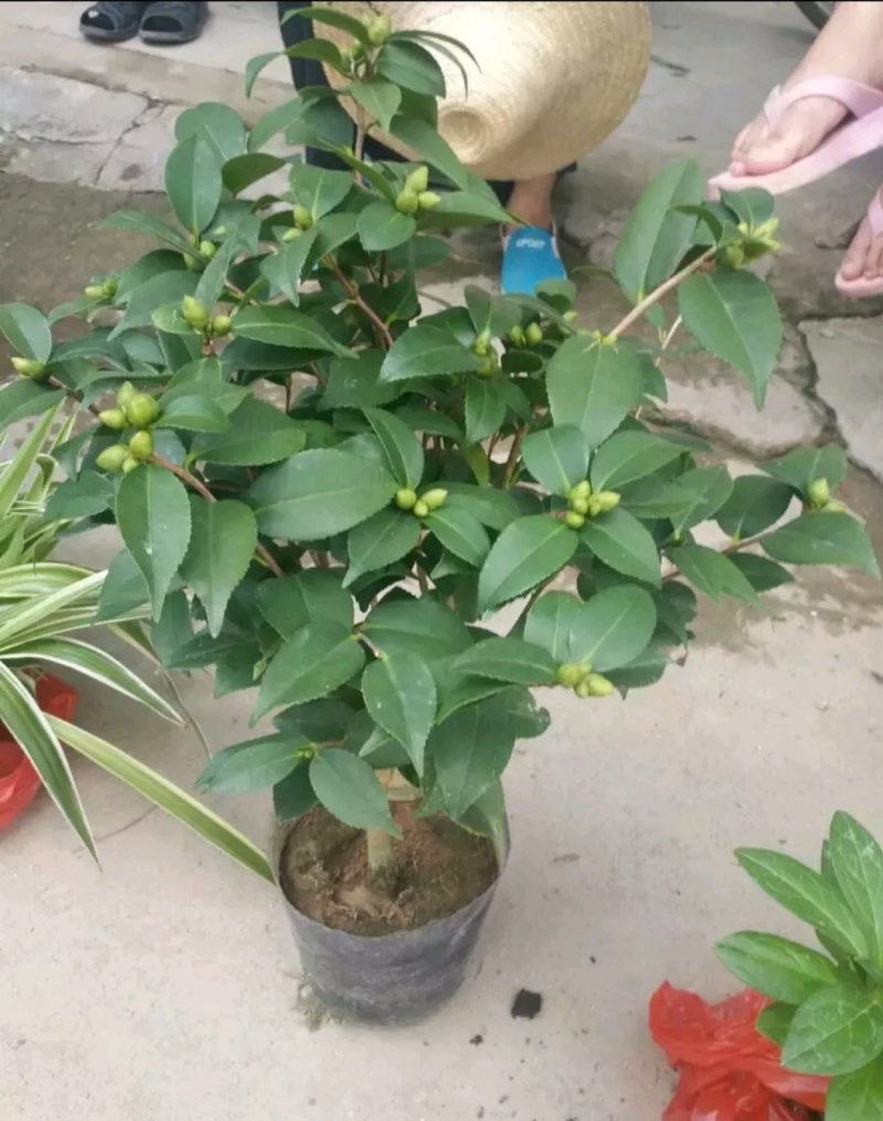茶花，山茶花苗，山茶花树苗，山茶花盆栽，山茶花苗盆栽