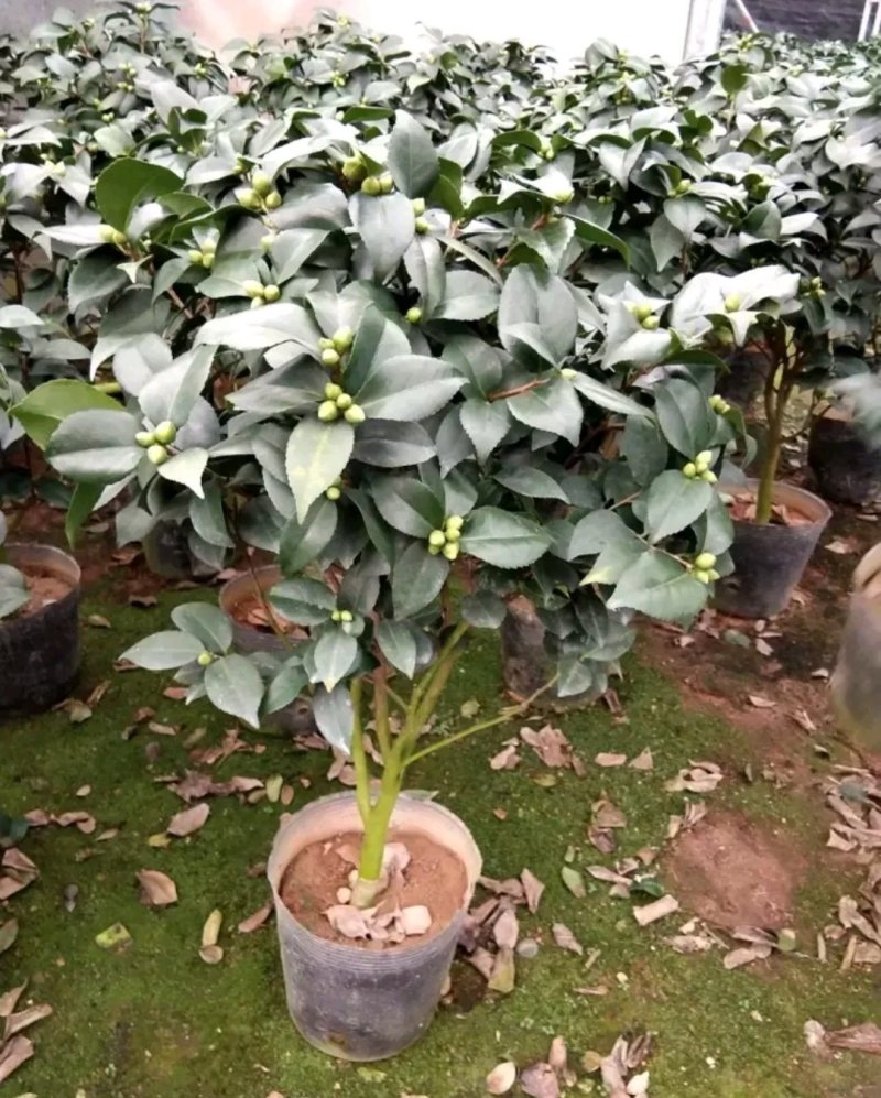 茶花，山茶花苗，山茶花树苗，山茶花盆栽，山茶花苗盆栽