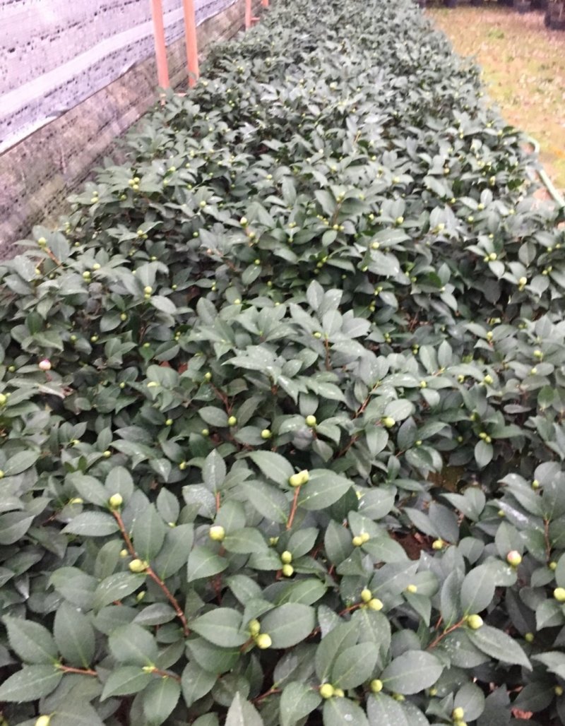 茶花，山茶花苗，山茶花树苗，山茶花盆栽，山茶花苗盆栽