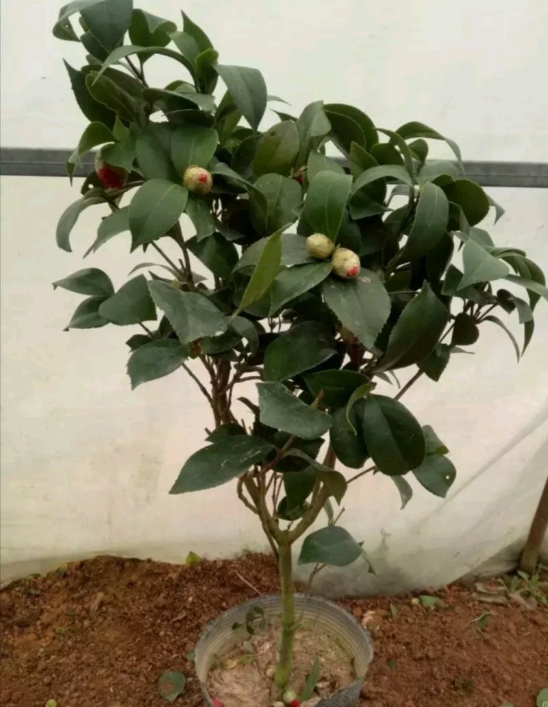 茶花，山茶花苗，山茶花树苗，山茶花盆栽，山茶花苗盆栽