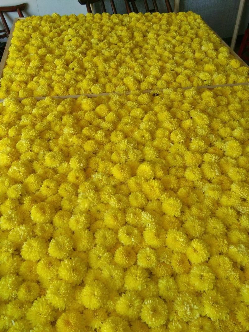 原生态富硒皇菊