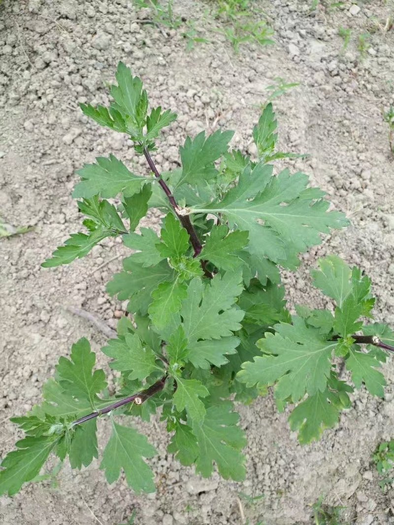 原生态富硒皇菊