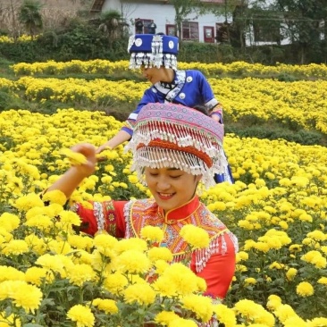 原生态富硒皇菊