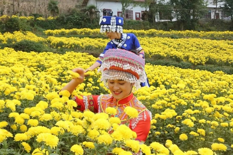 原生态富硒皇菊