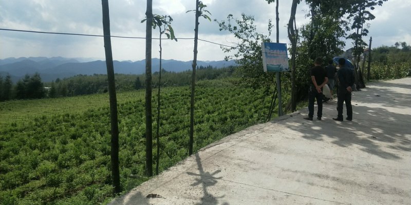 原生态富硒皇菊