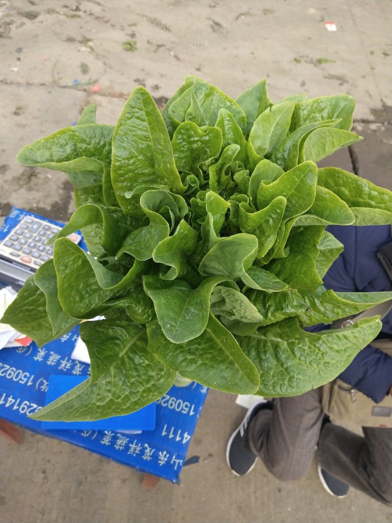 三青莴笋大量有货