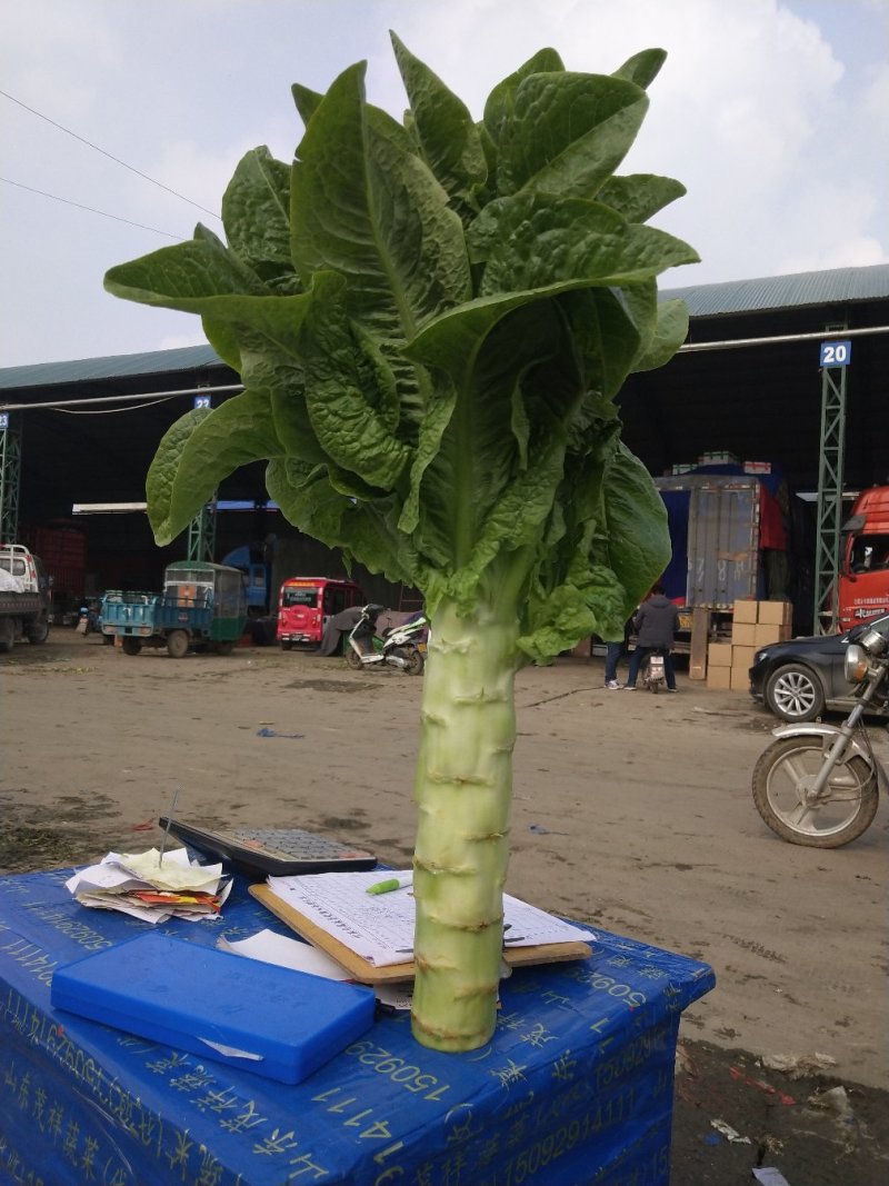 三青莴笋大量有货