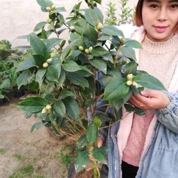 茶花，山茶花苗，山茶花树苗，山茶花盆栽，山茶花苗盆栽