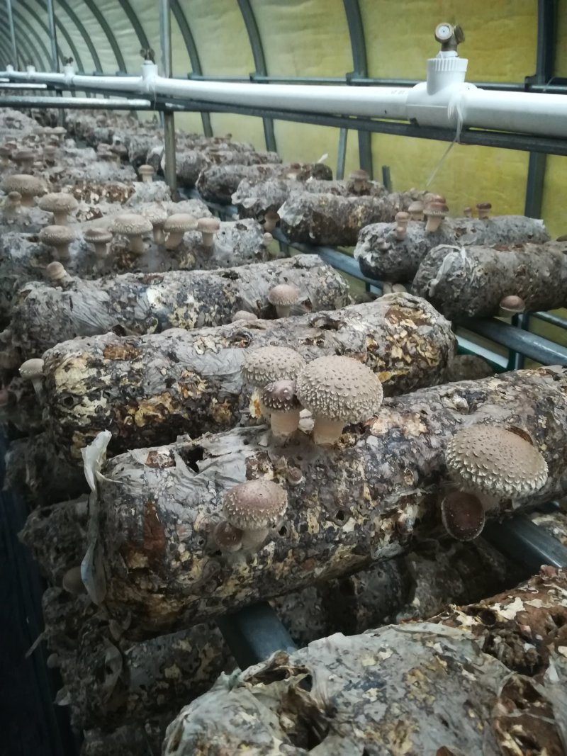 香菇菌棒