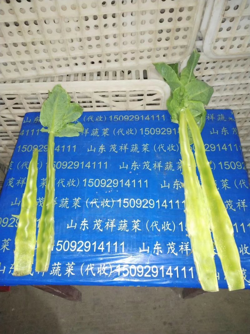 精品红叶莴笋
