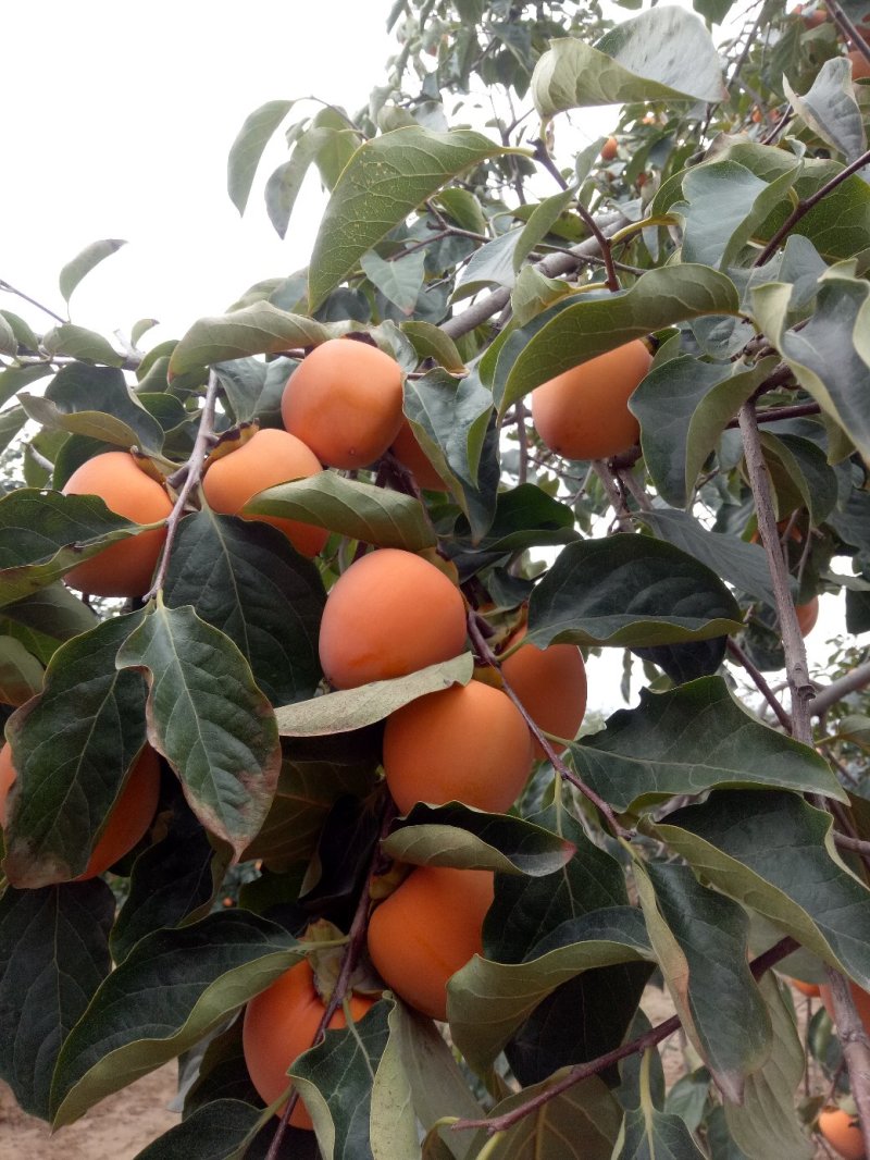 柿饼