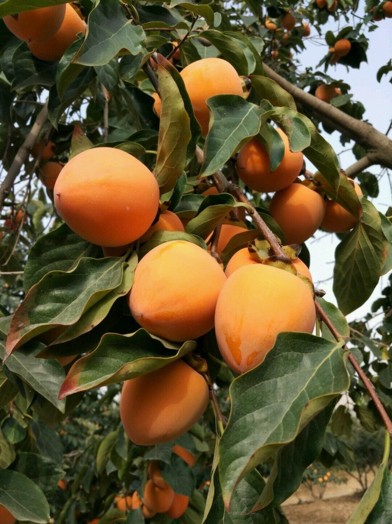 柿饼