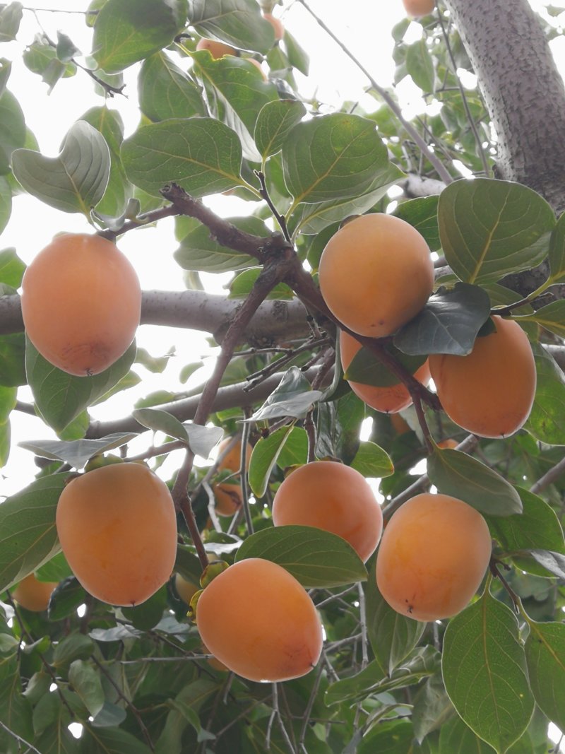 柿饼