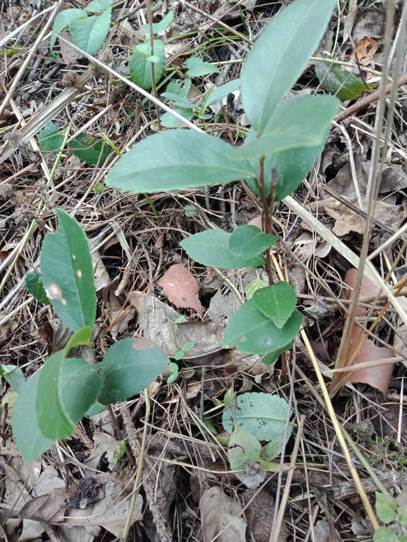 油茶苗树苗本地品种非杂交苗小籽苗优质苗茶树苗