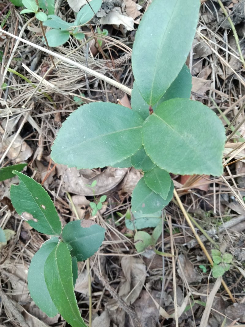 油茶苗树苗本地品种非杂交苗小籽苗优质苗茶树苗