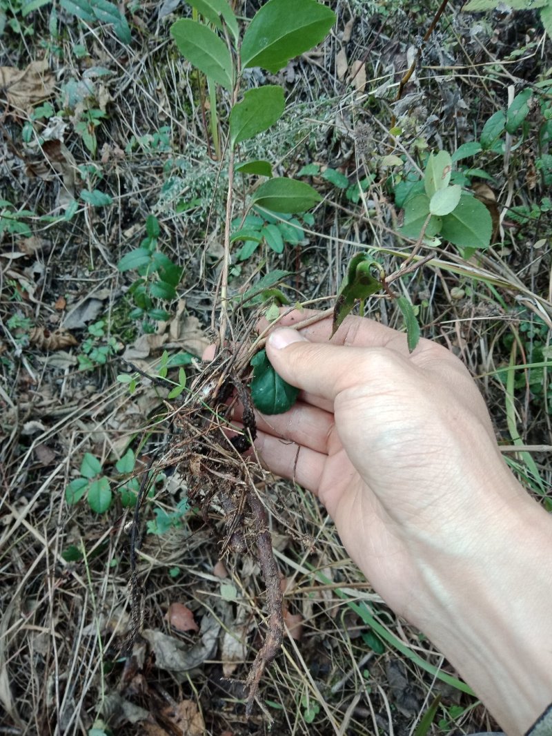 油茶苗树苗本地品种非杂交苗小籽苗优质苗茶树苗
