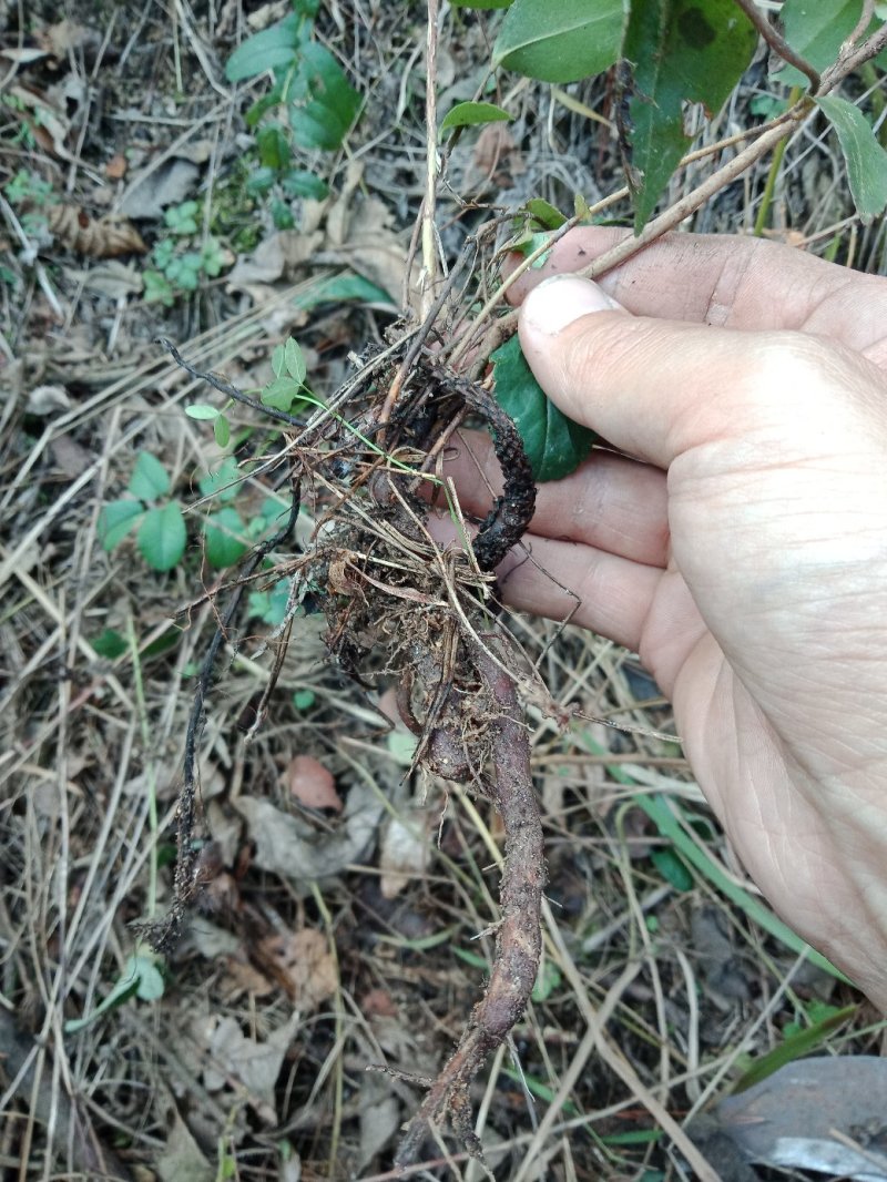油茶苗树苗本地品种非杂交苗小籽苗优质苗茶树苗