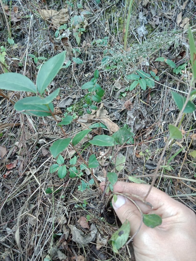 油茶苗树苗本地品种非杂交苗小籽苗优质苗茶树苗