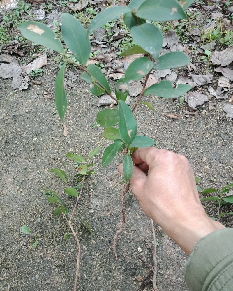 油茶苗树苗本地品种非杂交苗小籽苗优质苗茶树苗